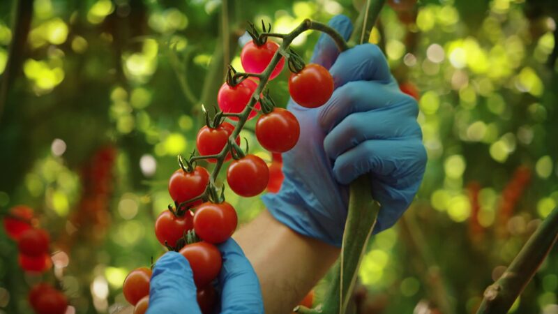 Het verhaal van 75 jaar Looye